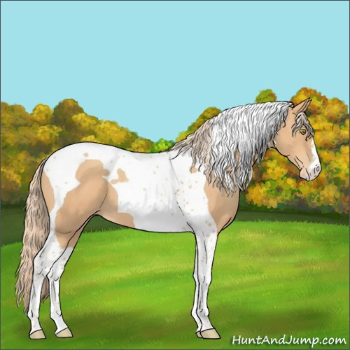 Horse Color:Gold Champagne Tobiano Appaloosa
