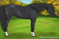Horse Color:Black Tobiano Rabicano 