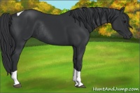 Horse Color:Black Tobiano Rabicano 