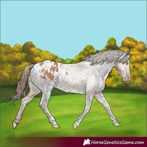 Horse Color:White Spotted Sable Champagne Appaloosa 