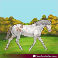 Horse Color:White Spotted Sable Champagne Appaloosa 