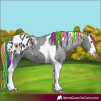 Horse Color:Painted Black Splash Tobiano Appaloosa 