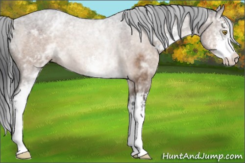 Horse Color:White Spotted Brown Dun Sabino 