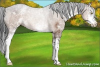 Horse Color:White Spotted Brown Dun Sabino 