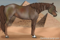 Horse Color:Liver Chestnut Sabino 