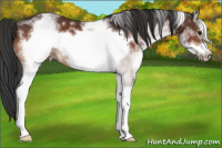 Horse Color:White Spotted Brown Sabino Frame 
