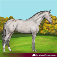 Horse Color:Liver Red Dun Appaloosa 