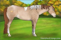 Horse Color:Buckskin Pearl Tobiano 