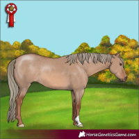 Horse Color:Red Dun Mushroom 