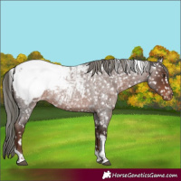 Horse Color:Liver Red Roan Mushroom Tobiano Appaloosa