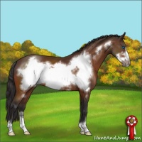 Horse Color:Buckskin Sabino Frame 