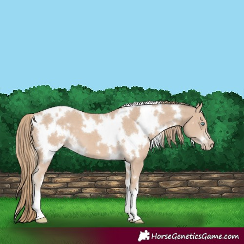 Horse Color:White Spotted Smoky Creme 