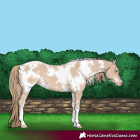 Horse Color:White Spotted Smoky Creme 