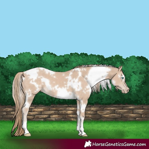 Horse Color:White Spotted Smoky Creme 