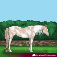 Horse Color:White Spotted Smoky Creme