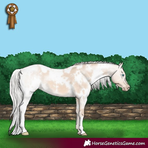 Horse Color:White Spotted Cremello 
