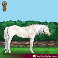 Horse Color:White Spotted Cremello 