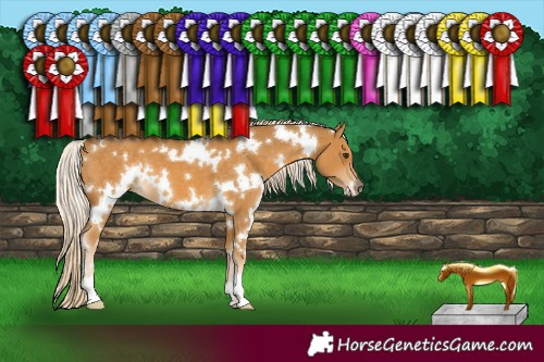 Horse Color:White Spotted Palomino 