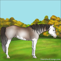 Horse Color:Gray Black Pearl Splash