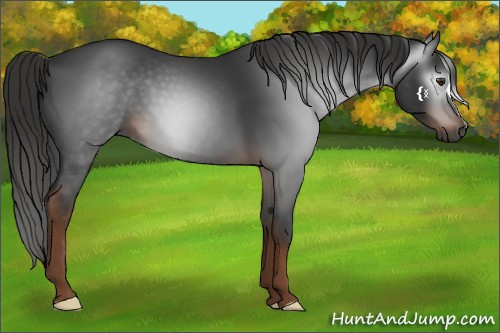 Horse Color:Gray Liver Chestnut 