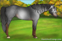 Horse Color:Gray Liver Chestnut 