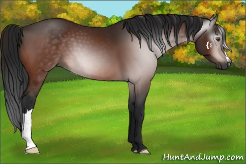 Horse Color:Gray Bay