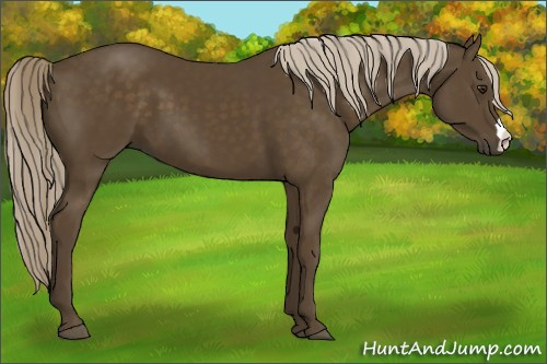 Horse Color:Chocolate Palomino 