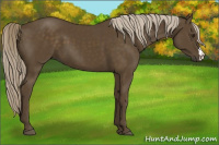 Horse Color:Chocolate Palomino 