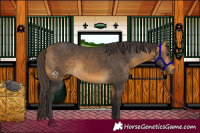 Horse Color:Buckskin 