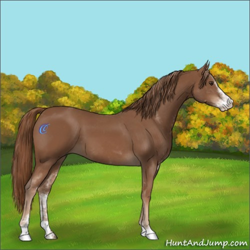 Horse Color:Chestnut Sabino 