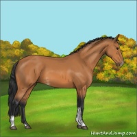 Horse Color:Bay Sabino 