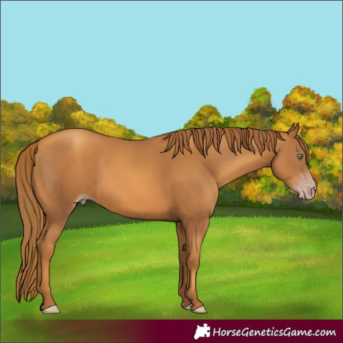 Horse Color:Gray Gold Champagne 
