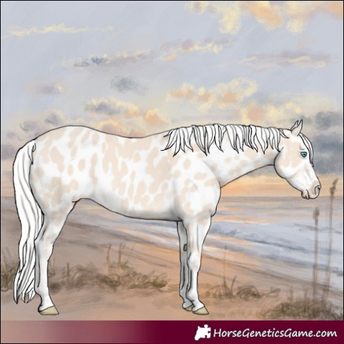Horse Color:Cremello Appaloosa 