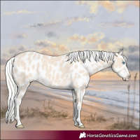 Horse Color:Cremello Appaloosa 