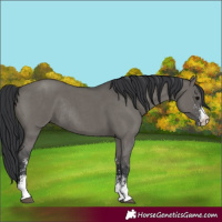 Horse Color:Grullo Sabino Rabicano 