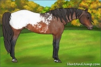 Horse Color:Bay Appaloosa 