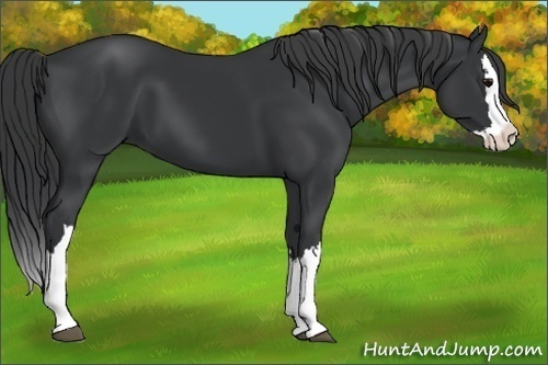 Horse Color:Black Splash 