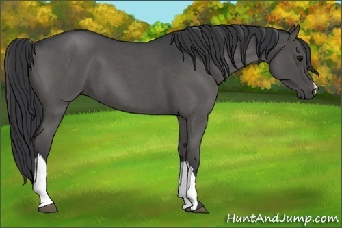 Horse Color:Blue Roan 