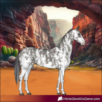 Horse Color:Grullo Sabino Rabicano 