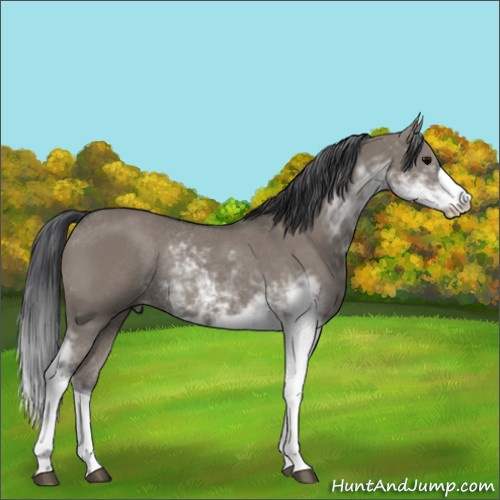 Horse Color:Grullo Sabino Rabicano 