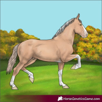 Horse Color:Gold Champagne Splash Tobiano
