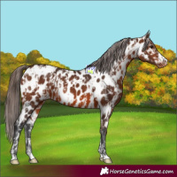 Horse Color:Bay Near Leopard  and Brown Near Leopard 