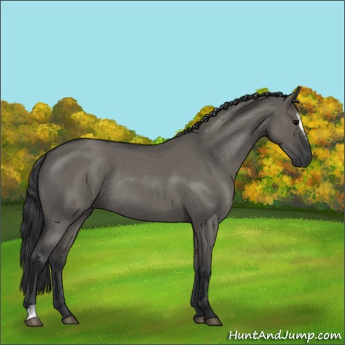 Horse Color:Grullo Roan Sabino Rabicano 