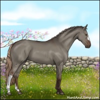 Horse Color:Liver Red Dun 