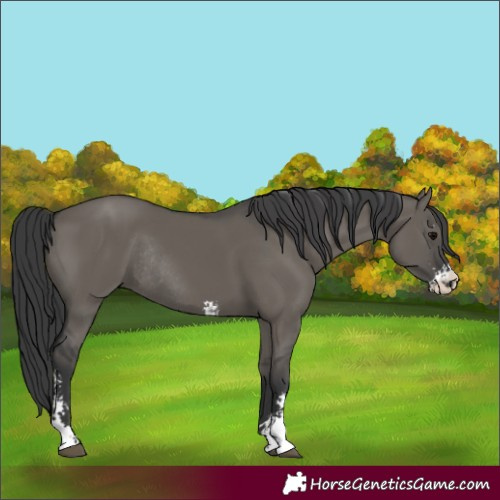 Horse Color:Grullo Sabino Rabicano 