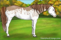 Horse Color:Red Dun Splash  and Red Dun Splash 