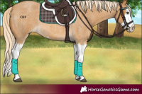 Horse Color:Palomino Roan Splash 