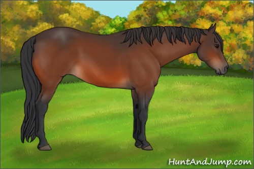 Horse Color:Bay 