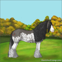 Horse Color:Grullo Sabino Splash  and Grullo Sabino Splash 