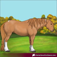 Horse Color:Chestnut Tobiano Rabicano